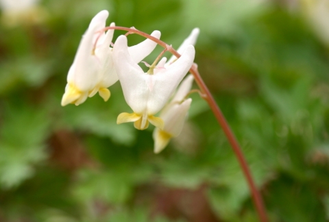 Dutchman's Breeches.