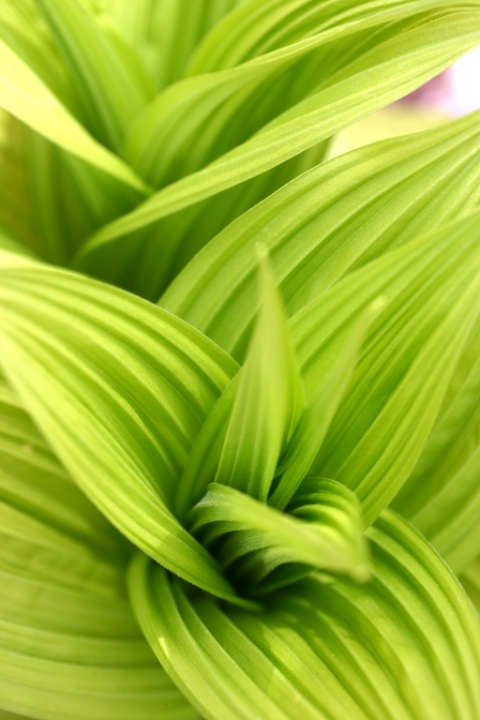 False Hellebore (Veratrum viride).