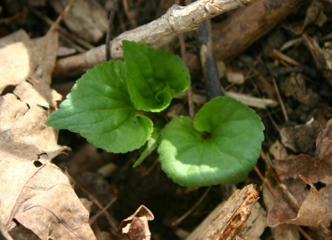 Purple Flowering Violet (Viola cucullata).