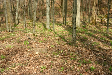 A steep draw covered in emergent Ramps (Allium tricoccom).