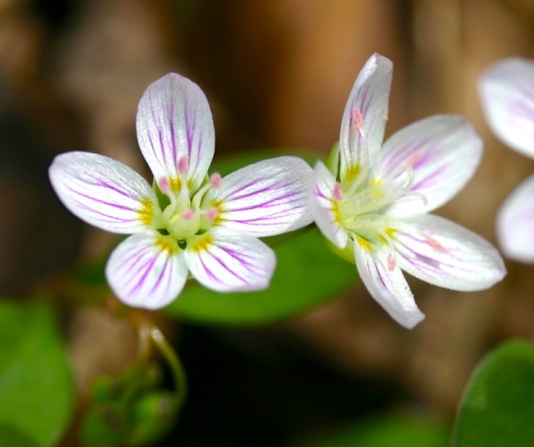 Spring Beauty (Claytonia virginica).