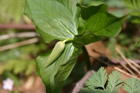 Trillium with flower not-yet-opened. Looks like a "Wake Robin" (Trillium erectum).