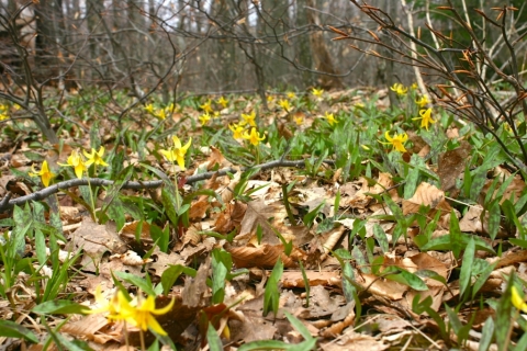 Trout Lily (Erythronium americanum).