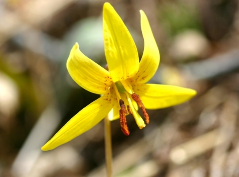 Trout Lily.
