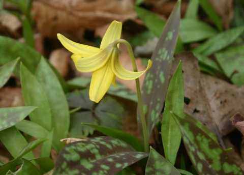 Trout Lily.