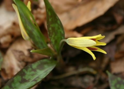 Trout Lily.