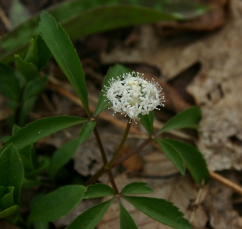 White Baneberry "Doll's Eyes" (Actaea pachypoda).