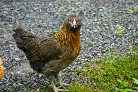 Thalia, Clio and Calliope are Ameracauna.