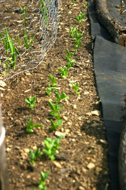 Snow peas May 2.