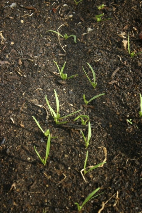 Spinach sprouts May 2.