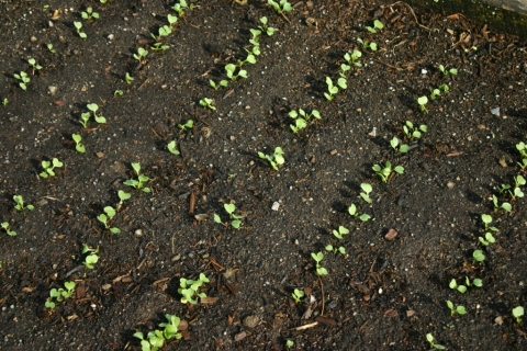 Radishes May 2.