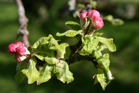 Grandmother tree May 8.