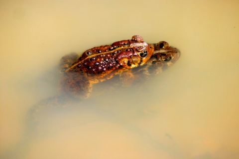 American Toads.