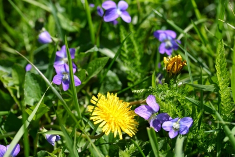 Violets and Dandelions May 10.