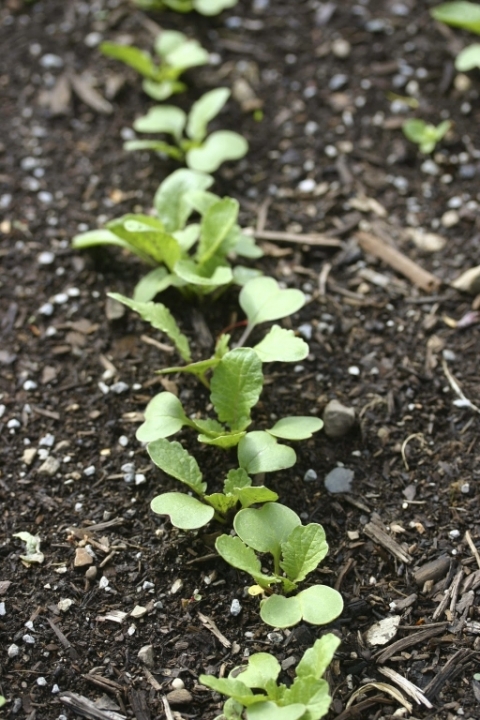 Radishes May 12.