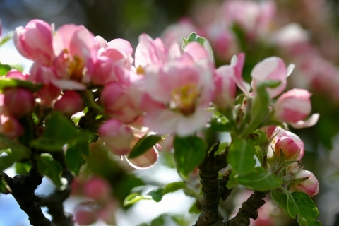 Grandmother apple tree blossoms May 12.