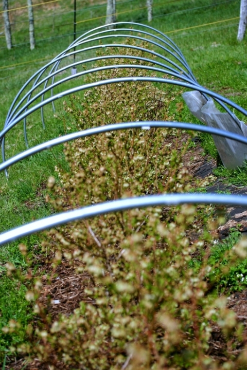 Blueberry bushes.