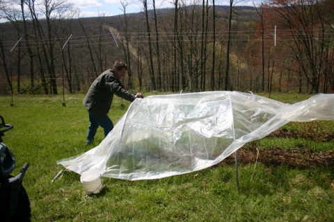 Covering the blueberry beds May 12.