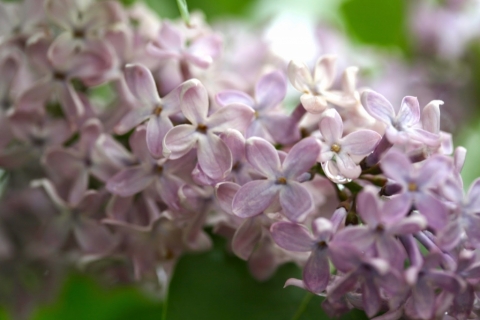 Lilacs May 22.