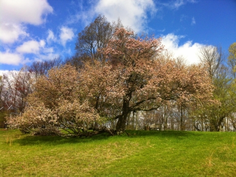 Grandmother apple tree May 12.