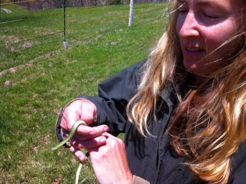 Dawn with a smooth green snake.