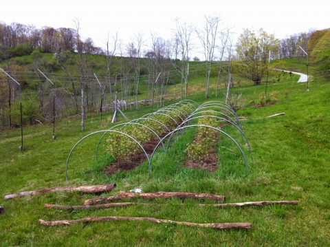 Blueberry beds.