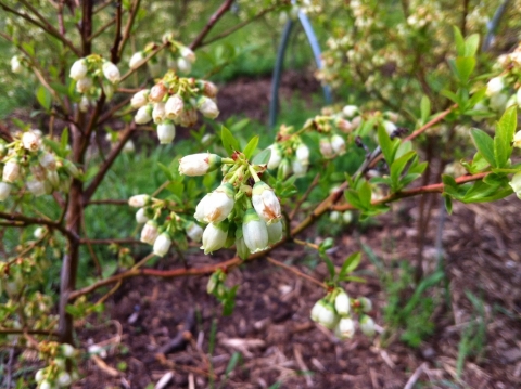 Blueberry bushes May 12.