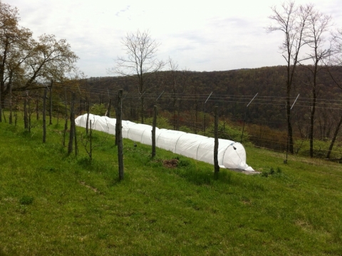 The 50-foot potato bed covered with Agribon.