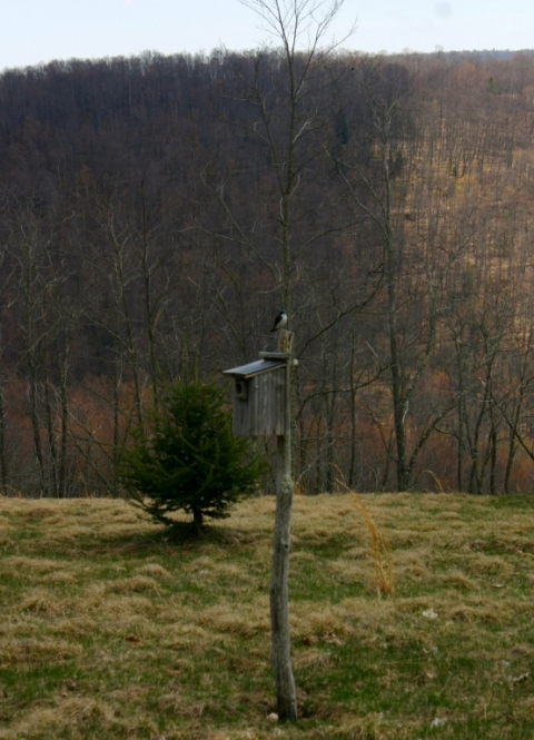 A tree swallow staking claim to a blue bird house.