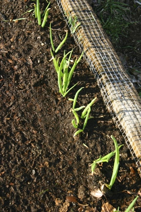 Scallions planted last fall.