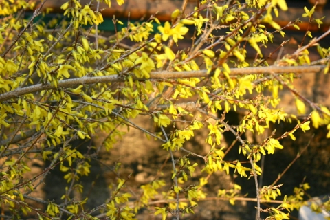 Forsythia April 16.