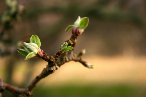 Buds on the Grandmother Apple Tree, April 17.