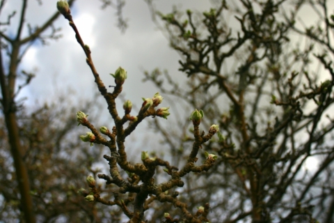 Grandmother Apple Tree, April 17.