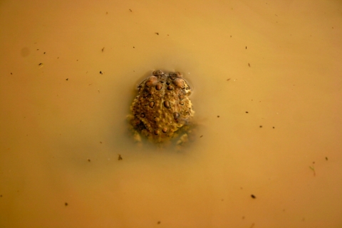 A female American toad in a driveway mud-puddle.