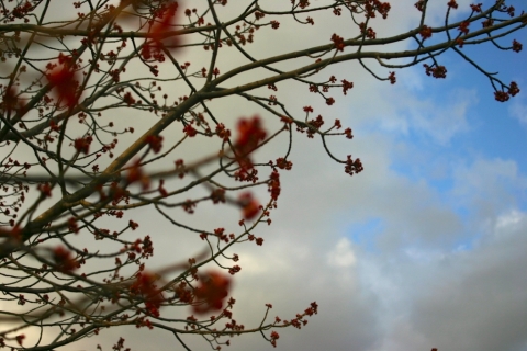 Red maple.