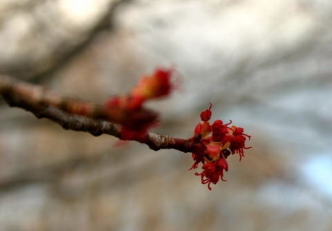 Red maple buds, April 17.