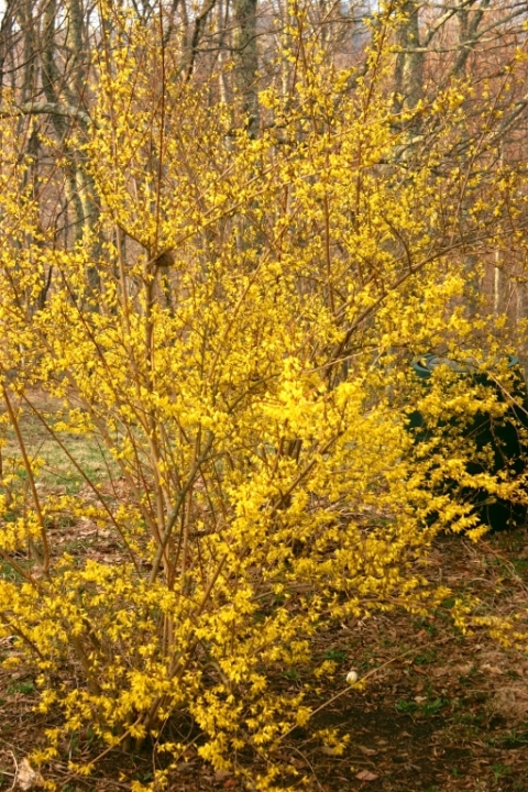 Forsythia on the north side of the house, April 17.