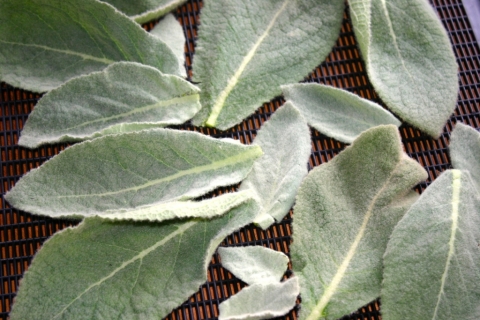 First mullein (Verbascum thapsus) harvest, April 18.