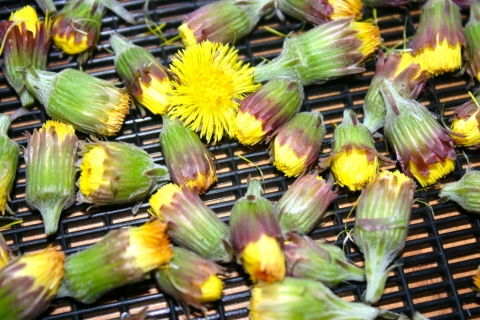 First coltsfoot blossom harvest, April 18.