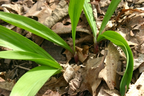 Ramps (Allium tricoccom) April 24.