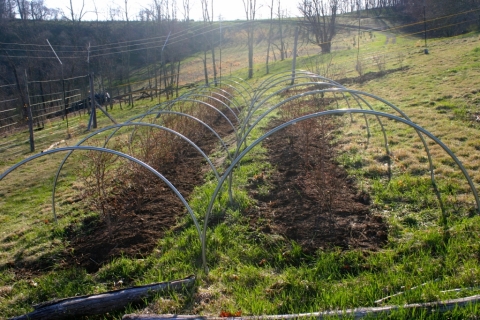 Blueberry beds April 25.