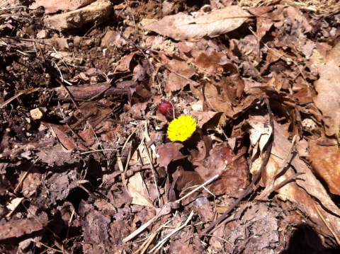 First coltsfoot (Tussilago farfara) spotted on the Old Pike Road, April 2.