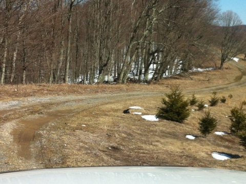 A skunk wandering along the drive, April 8.