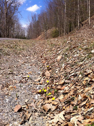 More coltsfoot, April 10.