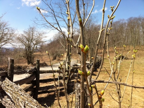 Lilac at the Brightside gate, April 11.