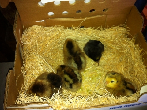 New chickies, April 19. Ameracauna and a bonus black-feathered bird!