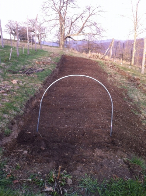 New potato bed April 23.