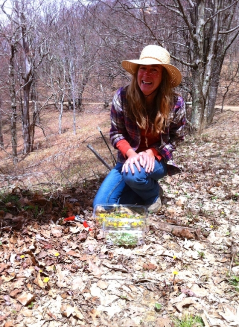 Harvesting coltsfoot April 24.