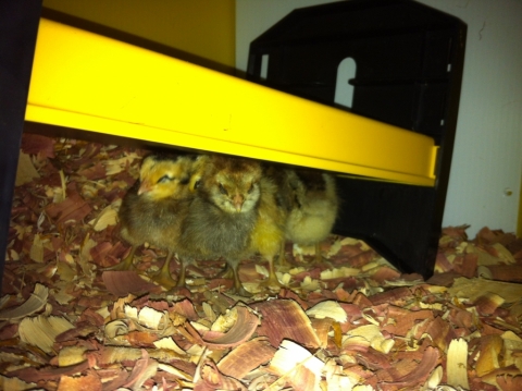Chickies huddled under their new 20-watt brooder.