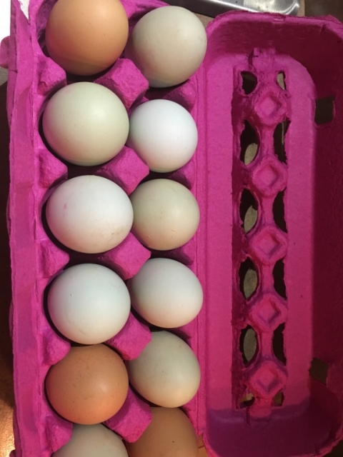 Our first dozen eggs of the new season.